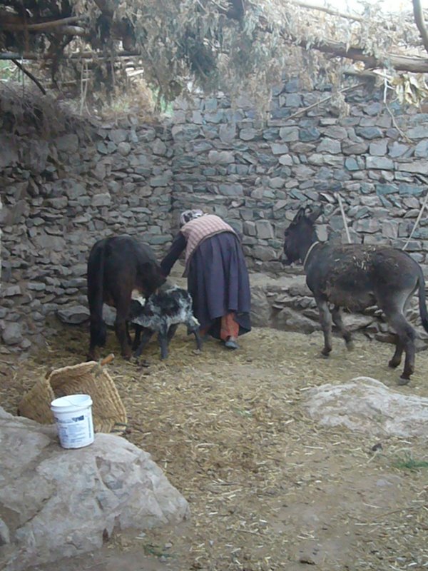 Travel - India - Ladakh - Trip to Alchi - Alchi